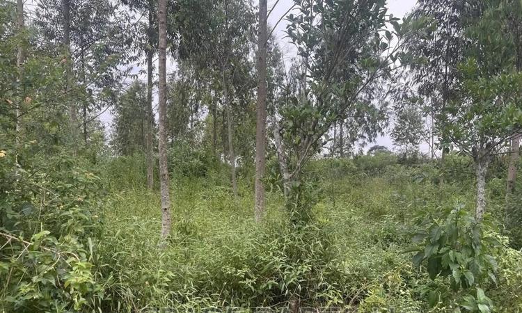 50ft by 100ft plot for sale for 15 million shillings in Namayumba estate on Hoima Road Photo 1